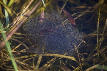Cluster of early spring frog eggs developing in clear water