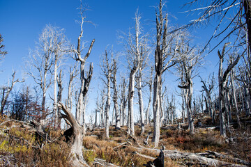 Bosque quemado, Reserva Nacional China Muerta