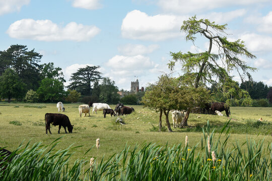 Herd of cattle including cows and bull graze in a grass field