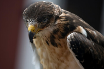The Augur Buzzard (Buteo augur).