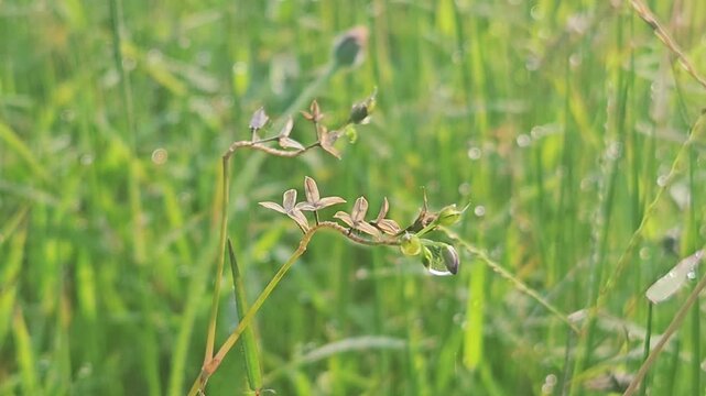 dewy flowers on a green meadow in the morning