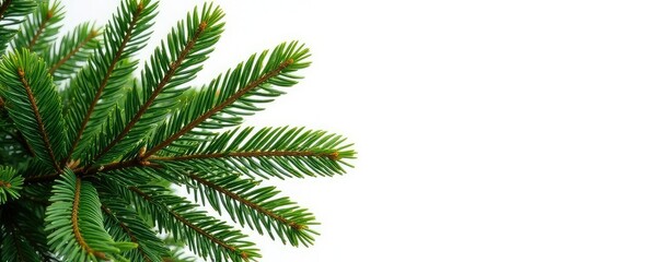 Obraz premium Isolated branches of fir tree on white background, texture, isolation, white
