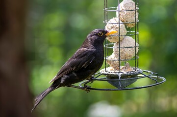 The Common Blackbird (Turdus merula), or the Eurasian Blackbird, or simply the Blackbird. 
