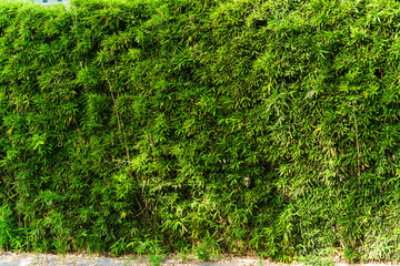 Natural bamboo hedge background for garden or landscaping use. Suitable for projects needing a lush...