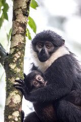 Mother Monkey with Baby in Rain