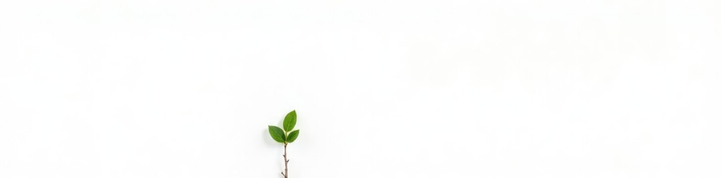Thin tree branch stretching upwards isolated on white background, wood, growth, stem