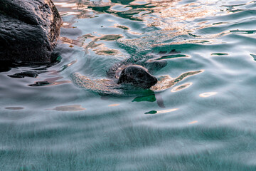 Seal captured mid-swim in natural habitat