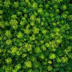 Dense forest canopy from above