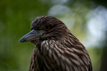 The Black-Crowned Night Heron (Nycticorax nycticorax), or Black-Capped Night Heron.