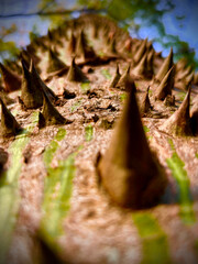 spines of pochote trunk photographed from a nadir angle