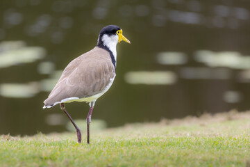 A Masked Lapwing looking out at water