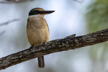 A Sacred Kingfisher perched on a branch