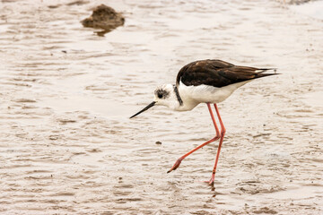 A Stilt bird wading in shallow  water on a sandy beach