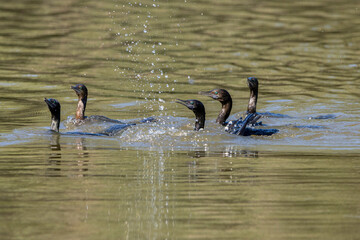 A group of Little Black Cormorant birds swimming in a lake