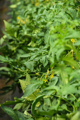 Fototapeta premium Greenhouse farms in state of Jijel, Algeria, growing vegetables cultivation in Africa, agriculture in North Africa, planting fresh vegetables, vegetable production in greenhouses, glasshouse hothouse.