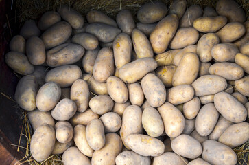 Close-up view of freshly harvested potatoes arranged in wooden container filled with hay,...