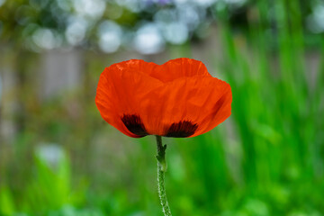 Gartenmohn (Papaver)