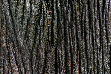 Detailed Texture of Dark Tree Bark Close-Up with Natural Patterns