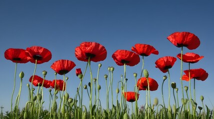 Fototapeta premium Vibrant Red Poppies Field Summer Meadow Landscape