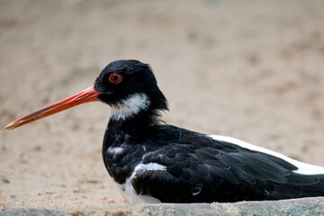 The Eurasian Oystercatcher (Haematopus ostralegus) also known as the Common Pied Oystercatcher, or...