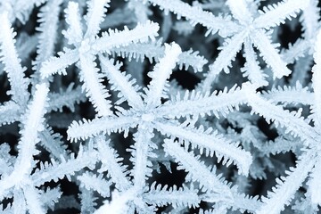 Delicate Frost Crystals Forming Intricate Star Patterns on Winter Foliage