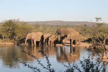 Obraz premium elephants in the water