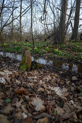 Spring primrose blooms next to a small dirty stream and a pond.
