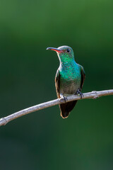 Broad-billed Hummingbird in Costa Rica