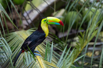 Keel-billed Toucan perched on a palm branch in Costa Rica