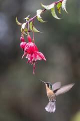 Female Purple-throated MountainGem Hummingbird feeding on nectar from flower