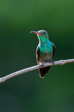 Broad-billed Hummingbird in Costa Rica