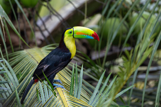 Keel-billed Toucan perched on a palm branch in Costa Rica