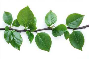 Fototapeta premium Close-up of a branch with several green leaves showing detailed veins on a white background