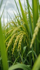 Obraz premium Fresh Green Rice Plant Grain