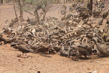 vultures feeding