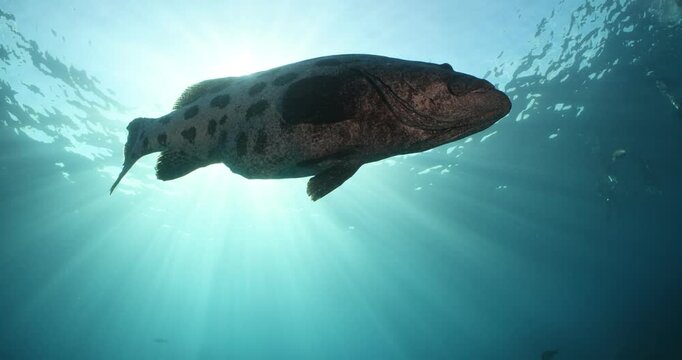Potato cod close up, scuba diving underwater great barrier reef, australia