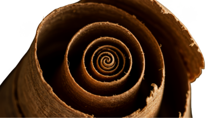 Abstract Spiral Wood Texture Illustration on Transparent Background
