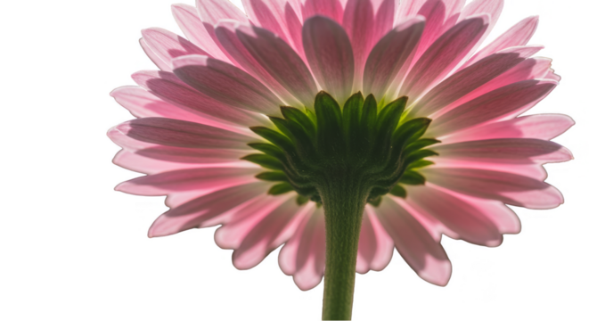 Backlit Pink Flower Illustration with Transparent Background and Green Stem - Powered by Adobe