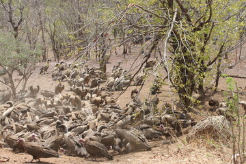 vultures feeding