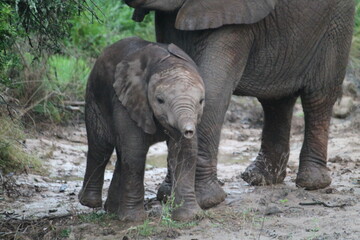 Fototapeta premium baby elephant