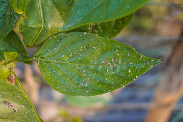 Problem of whitefly effect on leaves and branches of vegetables plants in field inside greenhouses,...