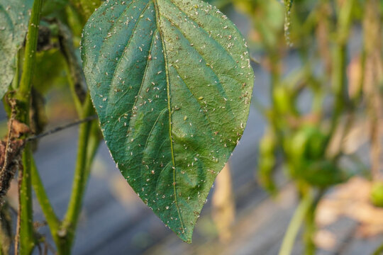 Problem of whitefly effect on leaves and branches of vegetables plants in field inside greenhouses, Whitefly Aleyrodes proletella agricultural pest on pepper leaf, Whiteflies on underside of leaves.