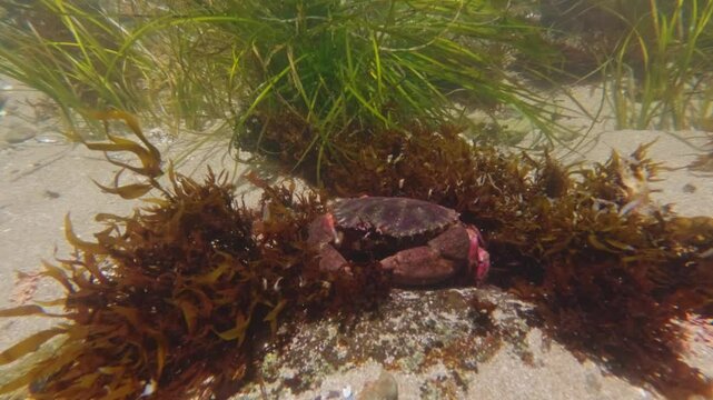 Red crab on in the pacific ocean on the north coast of california 