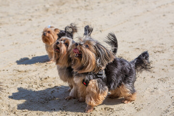 Three attentive Yorkshire terriers