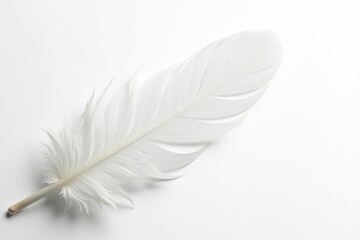 Obraz premium Delicate white feathers against pure white backdrop , bloom, whites, stockphoto