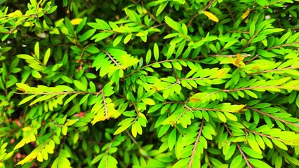 Green leaves background. Nature green leaves background. Green leaves background.