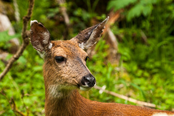 Whitetail doe deer portrait_20100705_320.