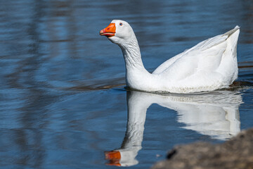 Domestic goose swimming in a lake.