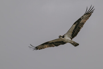 Osprey in flight, wings, fully spread.