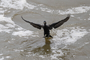 Double-crested cormorant landing in waves.